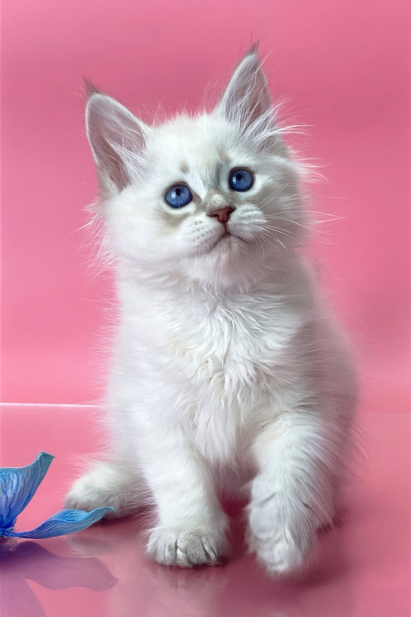 Xavier | Siberian Kitten