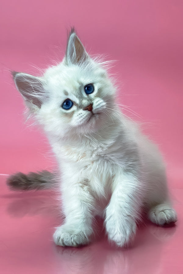 Xavier | Siberian Kitten