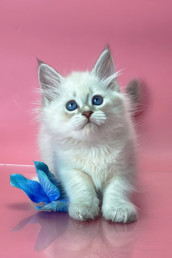 Xavier | Siberian Kitten