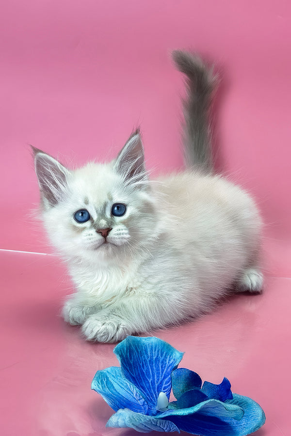 Xavier | Siberian Kitten