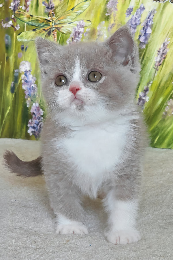 Xavier | British Shorthair Kitten