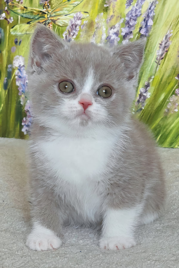 Xavier | British Shorthair Kitten