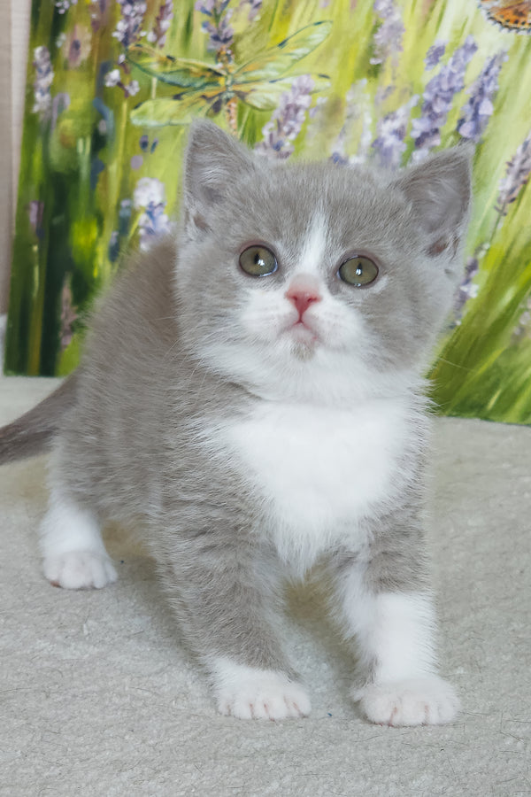Xavier | British Shorthair Kitten