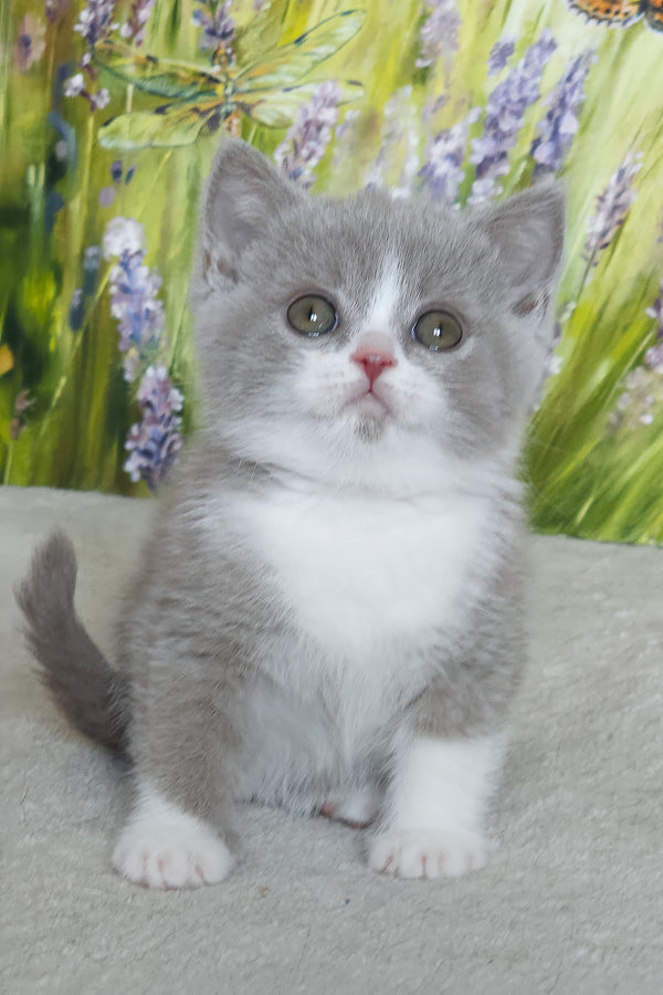 Xavier | British Shorthair Kitten