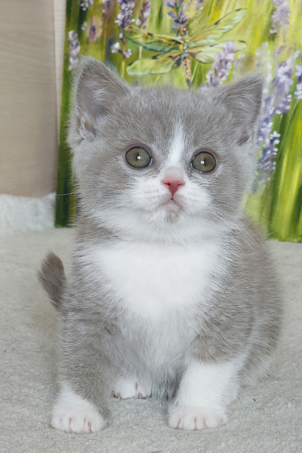 Xavier | British Shorthair Kitten