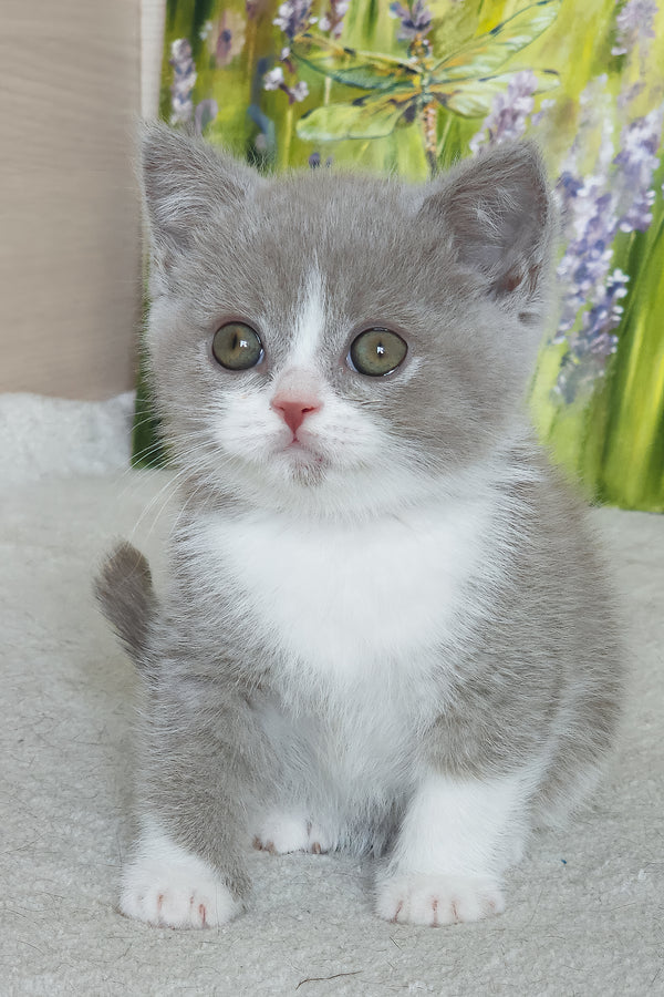 Xavier | British Shorthair Kitten