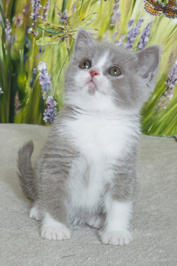 Xavier | British Shorthair Kitten