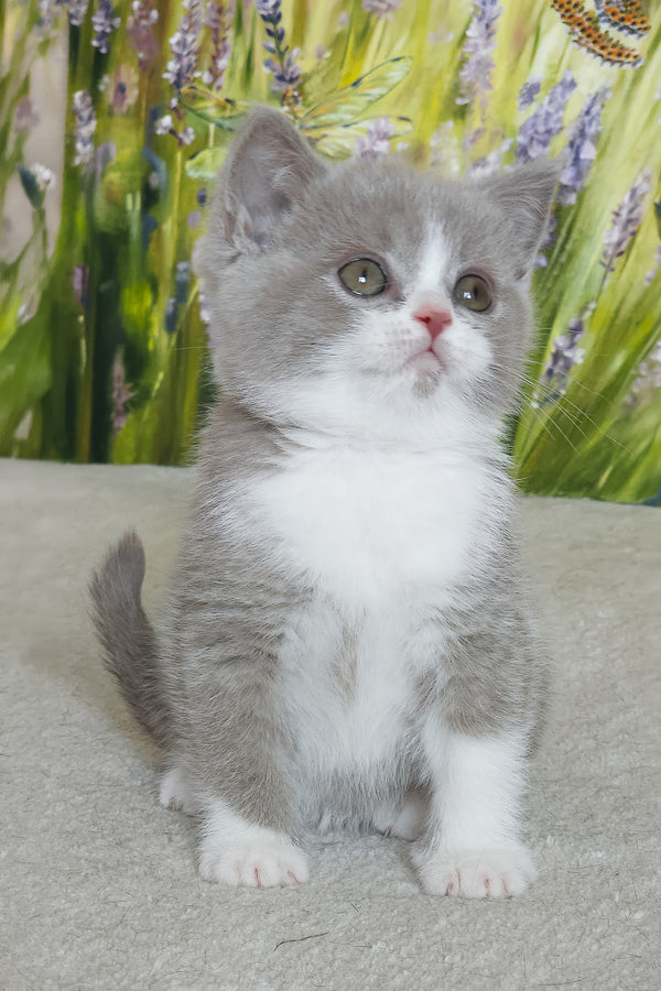 Xavier | British Shorthair Kitten