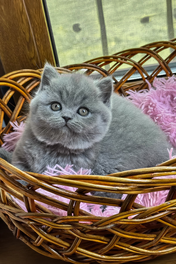 Xena | British Shorthair Kitten