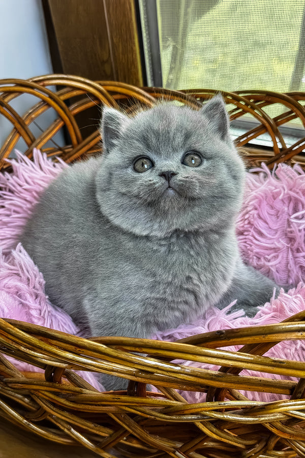 Xena | British Shorthair Kitten