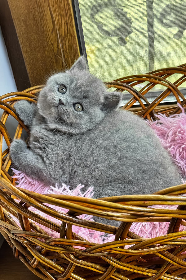 Xena | British Shorthair Kitten