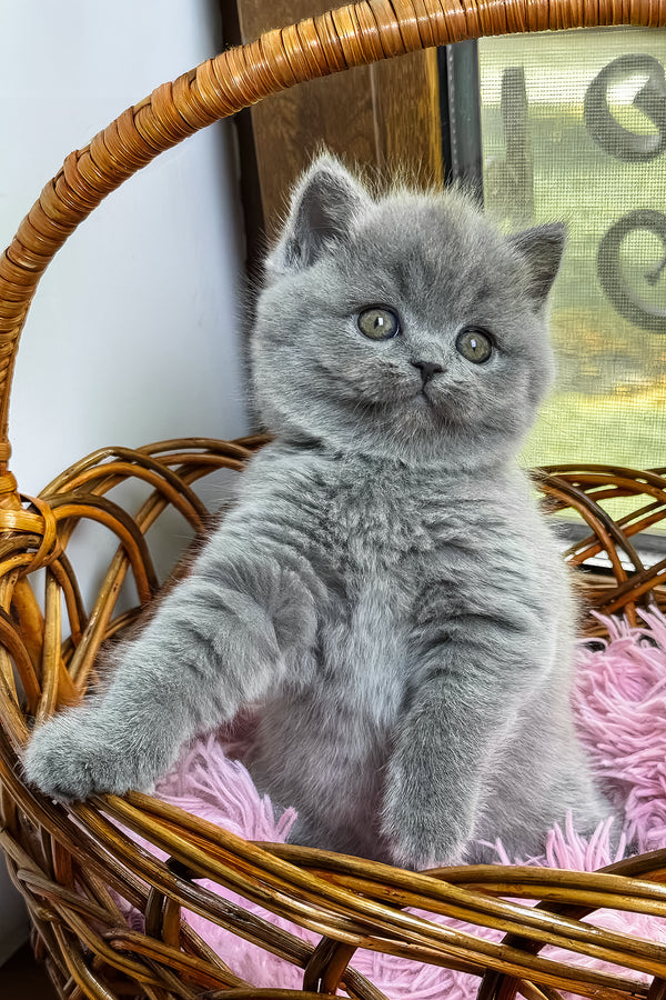 Xena | British Shorthair Kitten