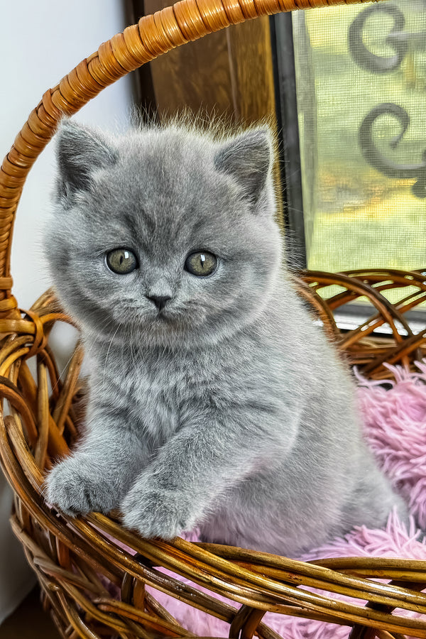 Xena | British Shorthair Kitten