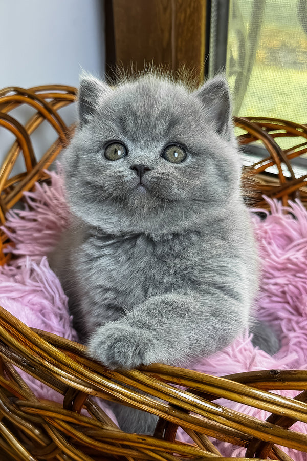 Xena | British Shorthair Kitten
