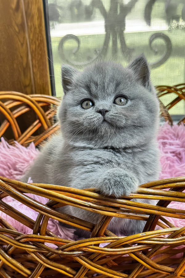 Xena | British Shorthair Kitten