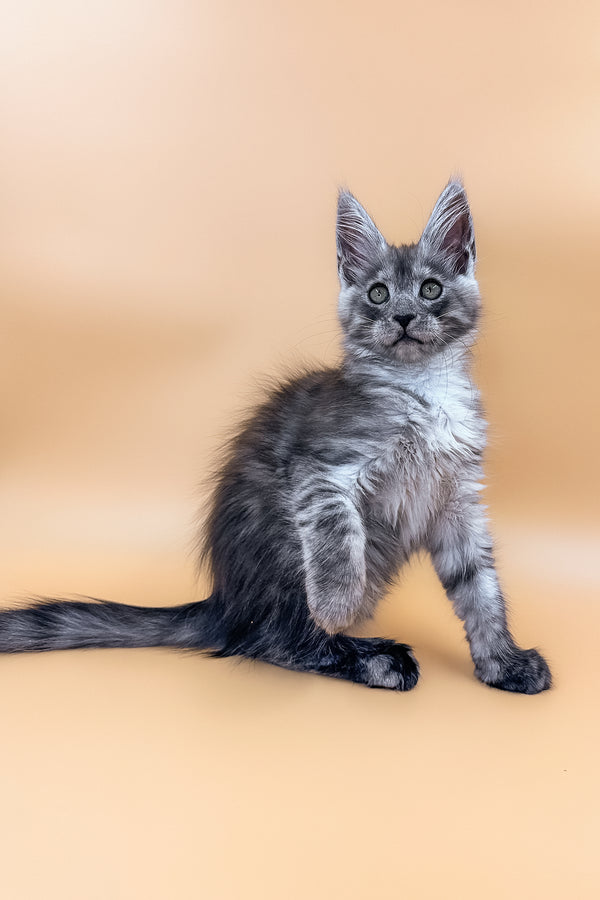 Xenia | Maine Coon Kitten