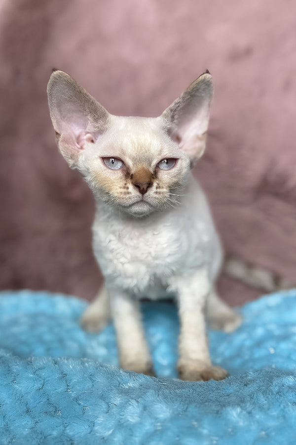 Xia | Devon Rex Kitten