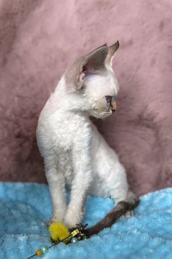 Xia | Devon Rex Kitten