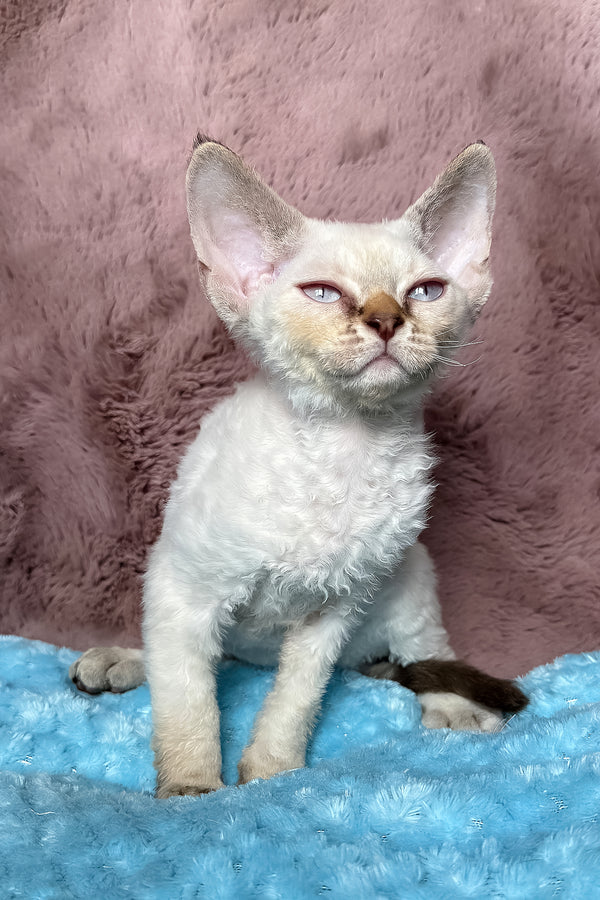 Xia | Devon Rex Kitten