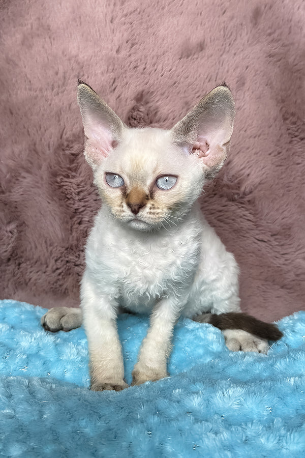 Xia | Devon Rex Kitten