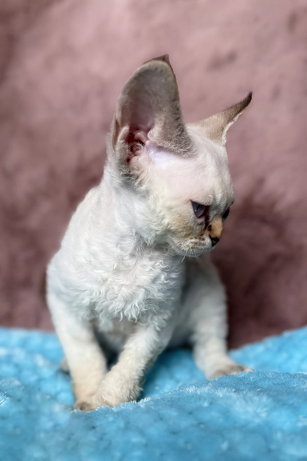 Xia | Devon Rex Kitten