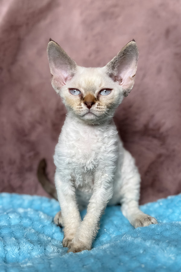 Xia | Devon Rex Kitten