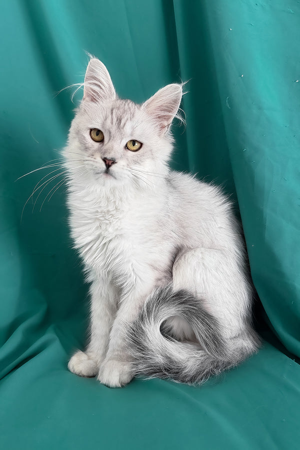 Xiolina | Maine Coon Kitten