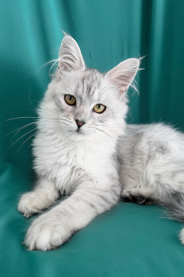 Xiolina | Maine Coon Kitten