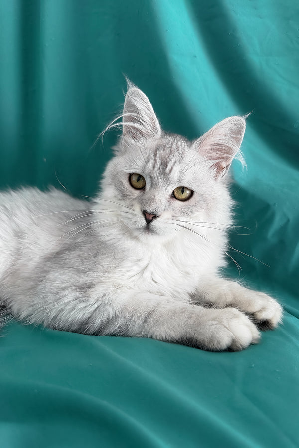 Xiolina | Maine Coon Kitten