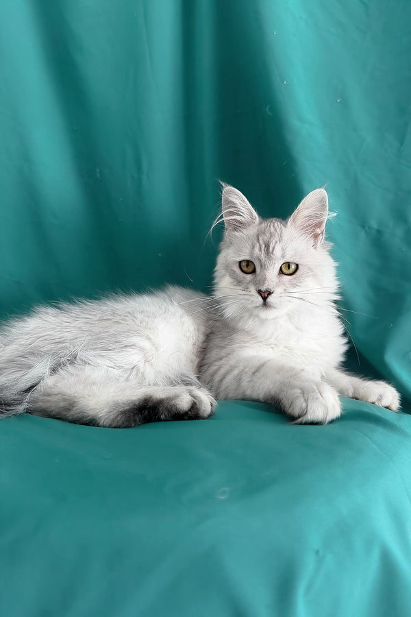 Xiolina | Maine Coon Kitten