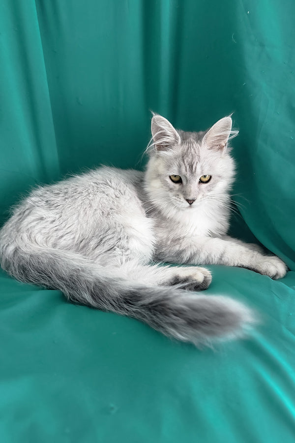 Xiolina | Maine Coon Kitten