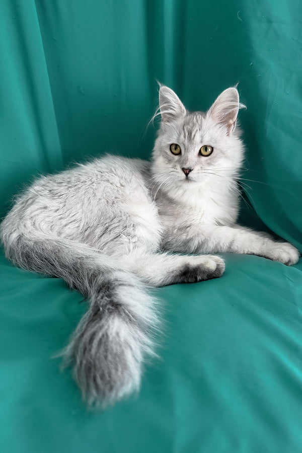 Xiolina | Maine Coon Kitten