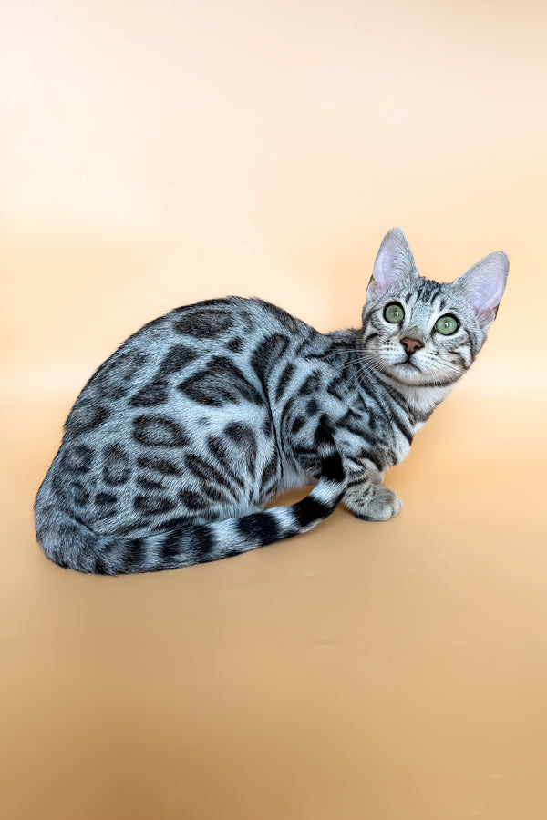 Yamaha | Bengal Kitten