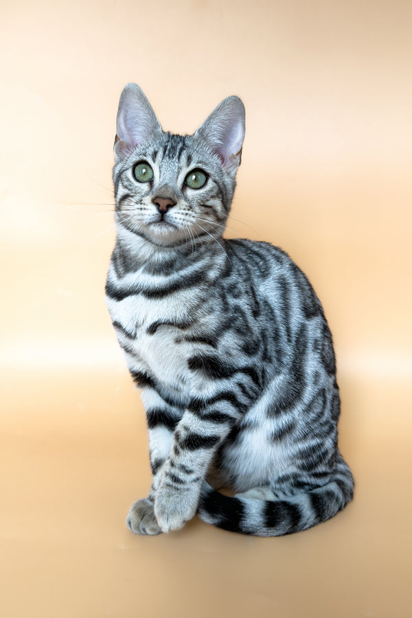 Yamaha | Bengal Kitten