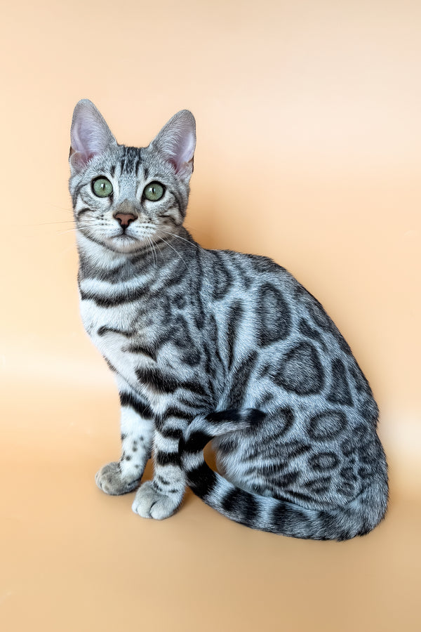 Yamaha | Bengal Kitten