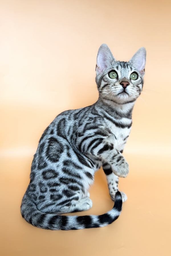 Yamaha | Bengal Kitten