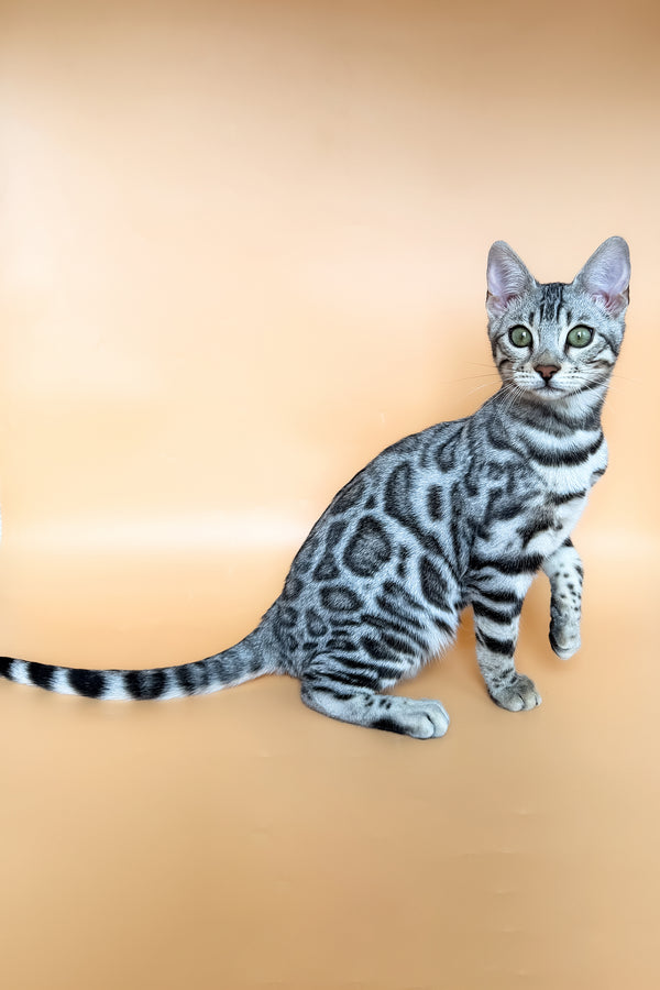 Yamaha | Bengal Kitten