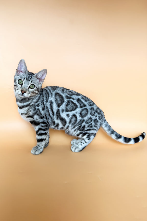 Yamaha | Bengal Kitten