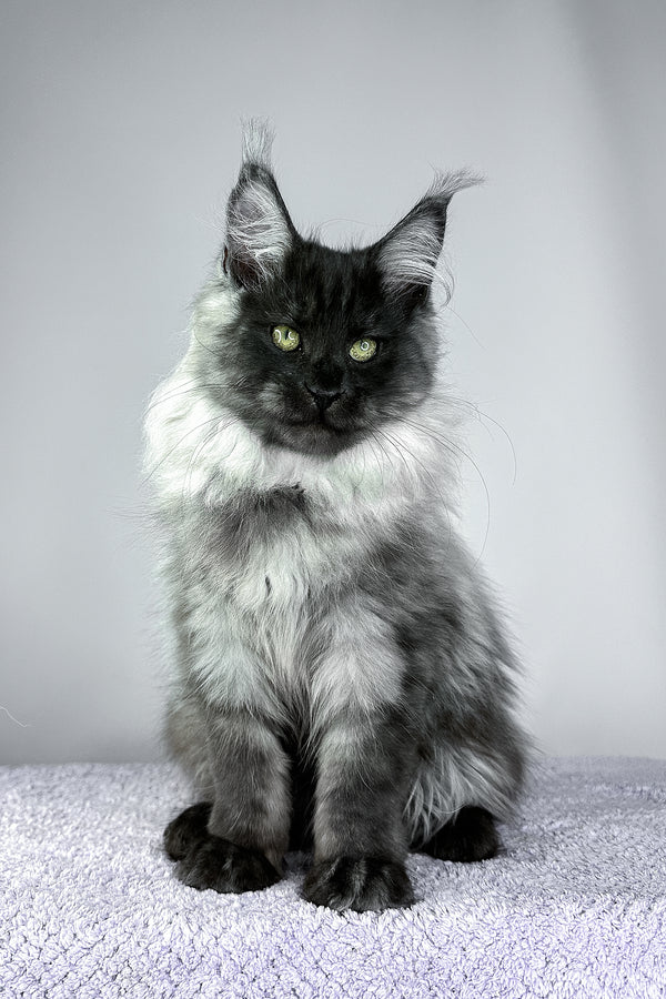 Yamir | Maine Coon Kitten