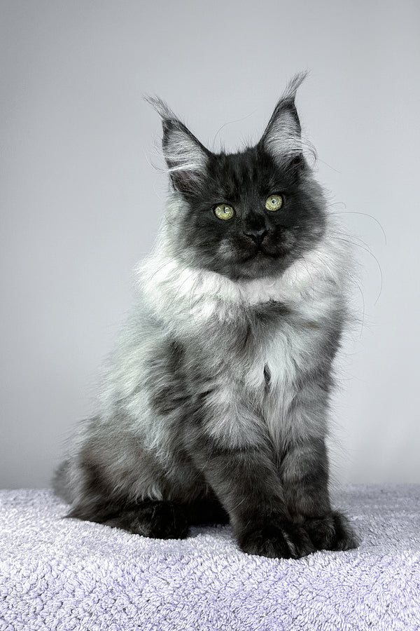 Yamir | Maine Coon Kitten