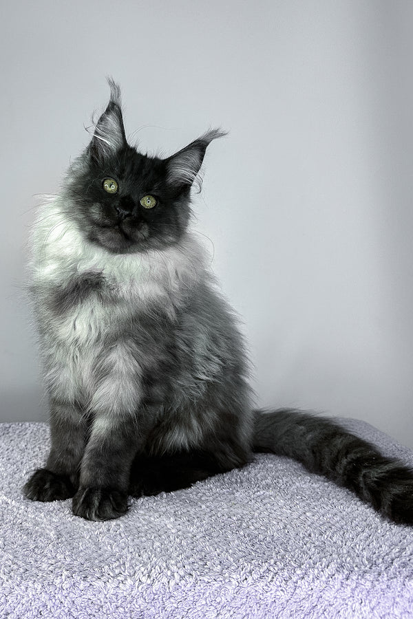 Yamir | Maine Coon Kitten