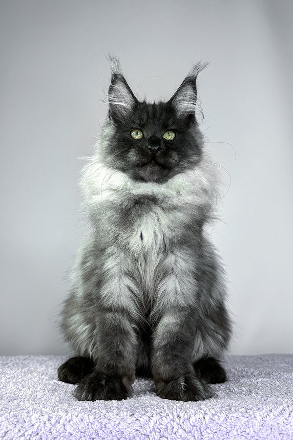 Yamir | Maine Coon Kitten