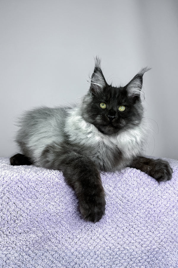 Yamir | Maine Coon Kitten