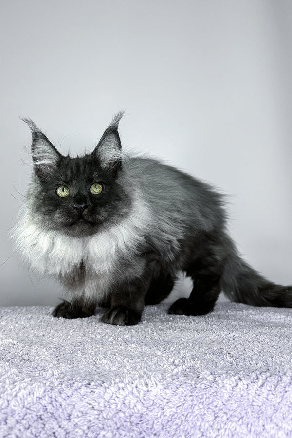 Yamir | Maine Coon Kitten