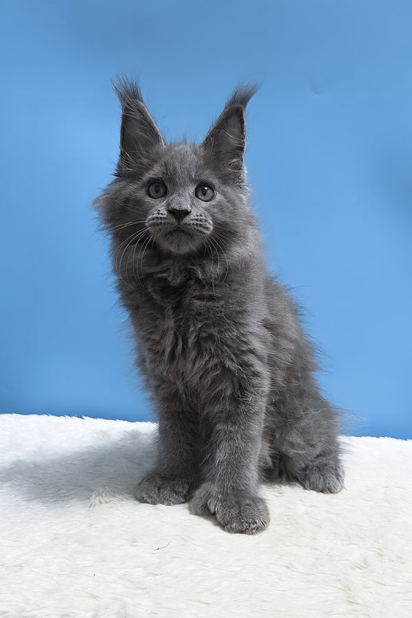 Yanessa | Polydactyl Maine Coon Kitten