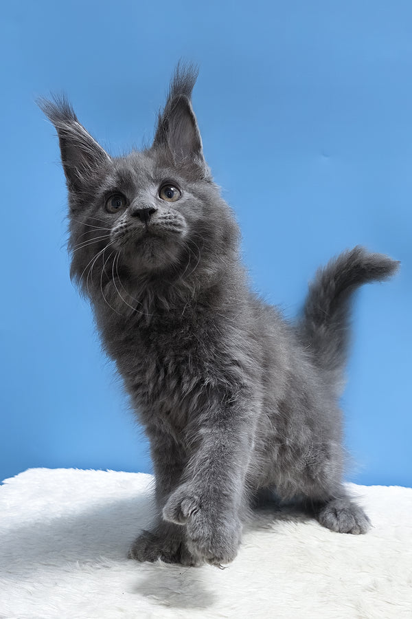 Yanessa | Polydactyl Maine Coon Kitten