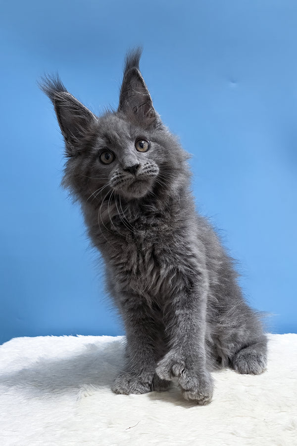 Yanessa | Polydactyl Maine Coon Kitten