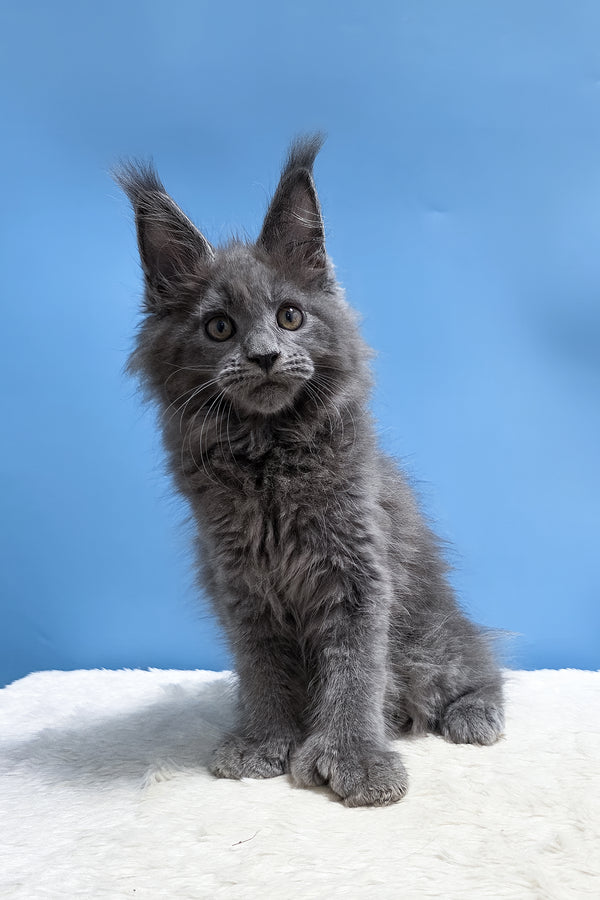 Yanessa | Polydactyl Maine Coon Kitten