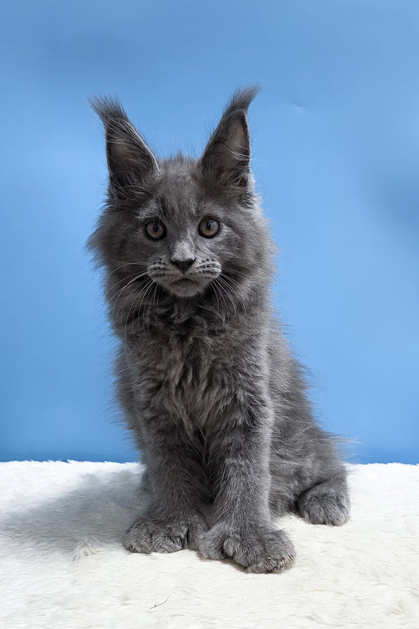 Yanessa | Polydactyl Maine Coon Kitten