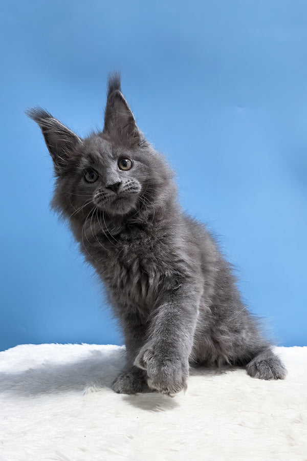 Yanessa | Polydactyl Maine Coon Kitten